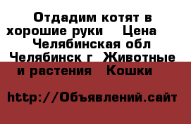 Отдадим котят в хорошие руки  › Цена ­ 1 - Челябинская обл., Челябинск г. Животные и растения » Кошки   